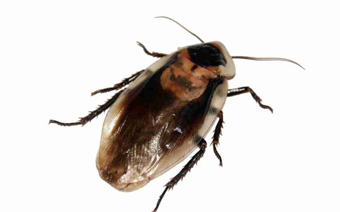 The 4 Reasons Why Dirty Bins Attract Unwanted Pests